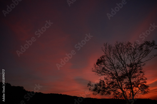 Tree and a colorful sunset