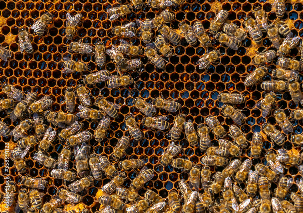 close up of a honeycomb filled with honey bees continuing to bring honey close up of a honeycomb filled with honey bees continuing to bring honey