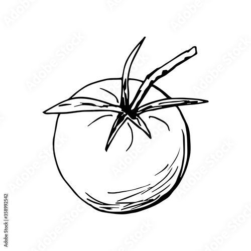 Hand-drawn simple vector illustration with black outline. Tomato, fresh organic vegetables, farm products, cultivation, summer harvest. For ketchup labels, salad ingredient, recipe, market, products.
