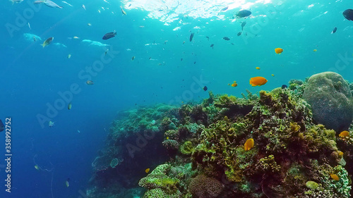 Fototapeta Naklejka Na Ścianę i Meble -  Underwater Scene Coral Reef. Tropical underwater sea fishes. Bohol, Philippines.