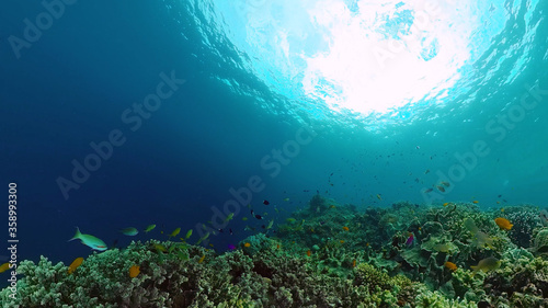 Coral reef underwater with tropical fish. Hard and soft corals  underwater landscape. Travel vacation concept. Panglao  Bohol  Philippines.