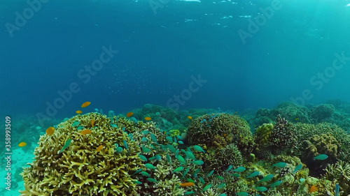 Tropical fishes and coral reef  underwater footage. Seascape under water. Panglao  Philippines.