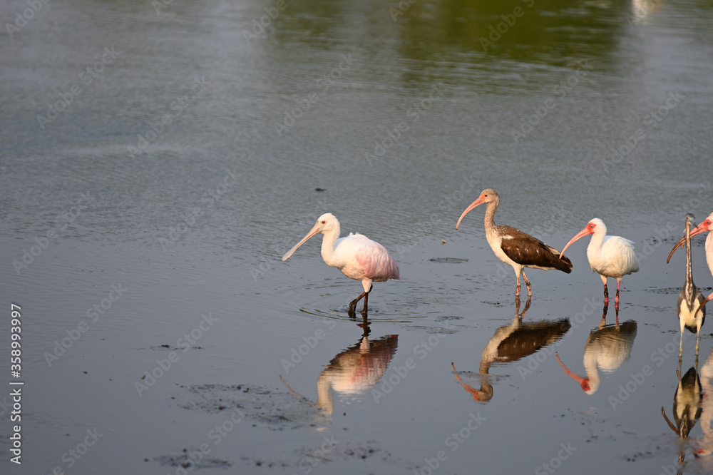 pink spoonbills in the water