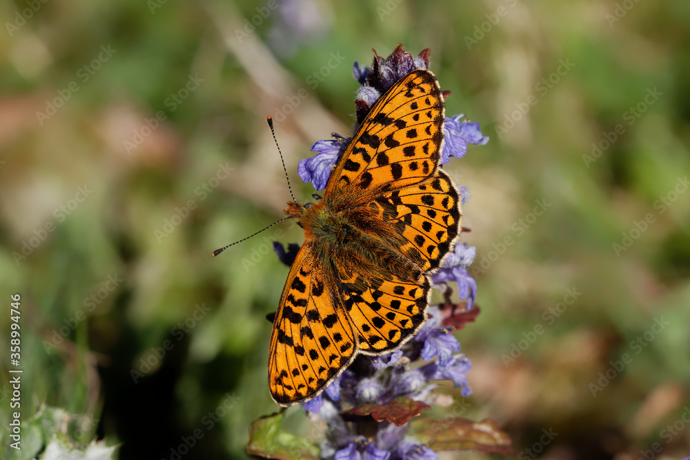 A Pearl-bordered Fritillary butterfly nectaring on blue Bugle flowers. A Pearl-bordered Fritillary butterfly nectaring on blue Bugle flowers.