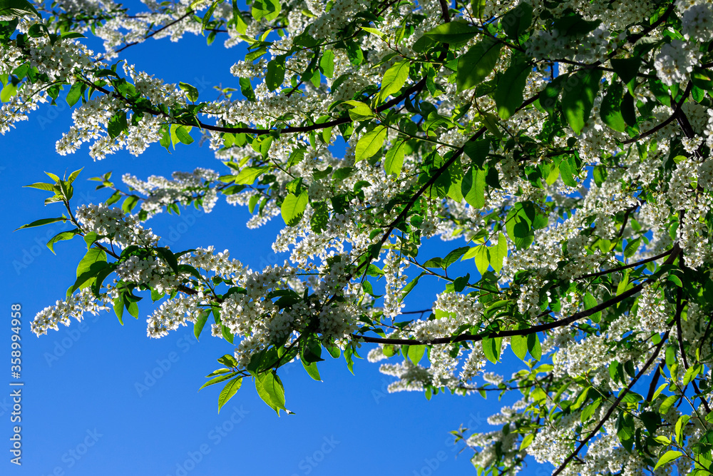 Fototapeta premium Blooming bird cherry branches against the blue sky