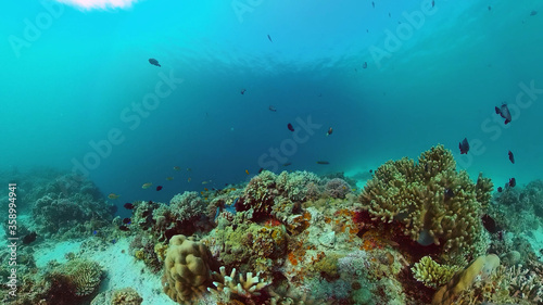 Coral garden seascape and underwater world. Colorful tropical coral reefs. Life coral reef. Panglao  Bohol  Philippines.