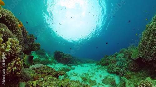 Tropical coral reef. Underwater fishes and corals.Philippines.