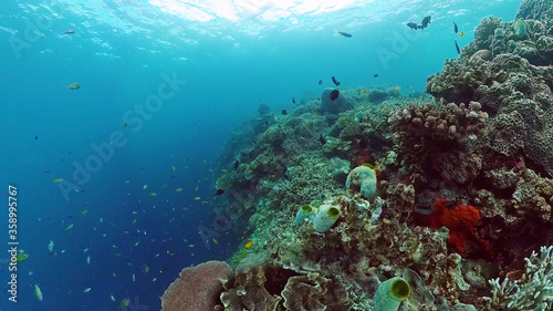 Coral reef and tropical fishes. The underwater world of the Philippines. Panglao  Bohol  Philippines.