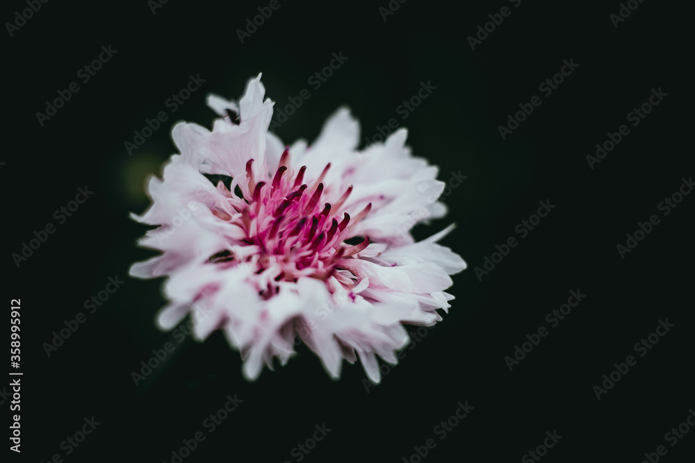 Centaurée rude ou centaurea aspera - Jolie fleur rose dans le jardin Centaurée rude ou centaurea aspera - Jolie fleur rose dans le jardin