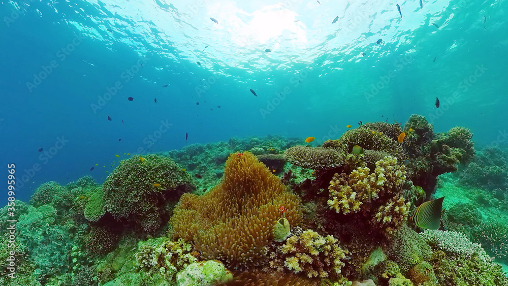 Fototapeta premium The underwater world of coral reef with fishes at diving. Coral garden under water. Panglao, Bohol, Philippines.