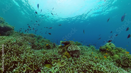 Tropical fishes and coral reef, underwater footage. Seascape under water. Bohol, Philippines. © Alex Traveler