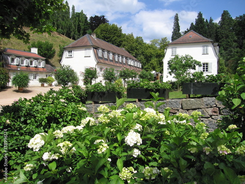 Hortensien Staatspark Fürstenlager Bensheim im Odenwald