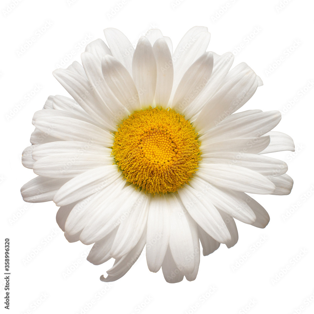One white daisy head flower isolated on white background. Flat lay, top view. Floral pattern, object