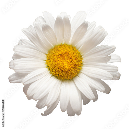 One white daisy head flower isolated on white background. Flat lay, top view. Floral pattern, object © Flower Studio