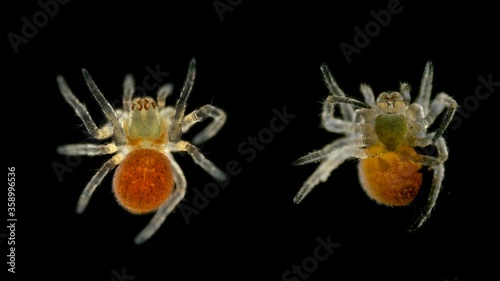 Spider under a microscope, Arachnida class, Arthropoda squad, in the video a young formed spider, Spiders are predators, feed primarily on insects or other small animals photo