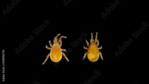 Tick of the order Mesostigmata under a microscope, class Arachnida, superorder Parasitiformes, this group has many parasites, predators and saprotrophs are also numerous photo