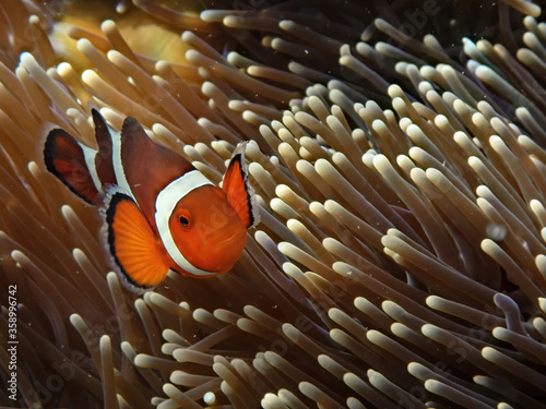 Close-up of a clown fish (amphiprion ocellaris) inside its brownish anemone