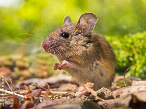 Field Mouse sitting on forest floor