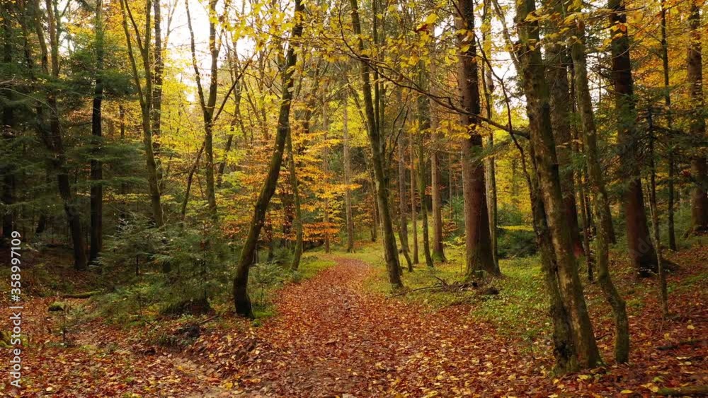 Magical slow and low, close to the path, flight in autumn season forest. Magical slow and low, close to the path, flight in autumn season forest.
