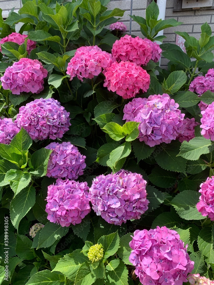 pink hydrangea flowers pink hydrangea flowers
