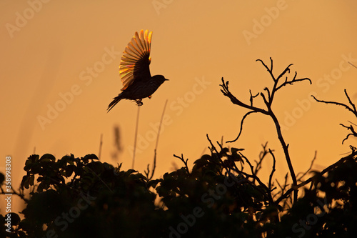 Meadow Pipit (Anthus pratensis) in flight in the late evening with the sun setting in the back.