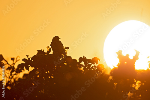 Meadow Pipit  Anthus pratensis  perched on a bush in the late evening with the sun setting in the back.