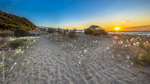 Illyrian sea lily photo