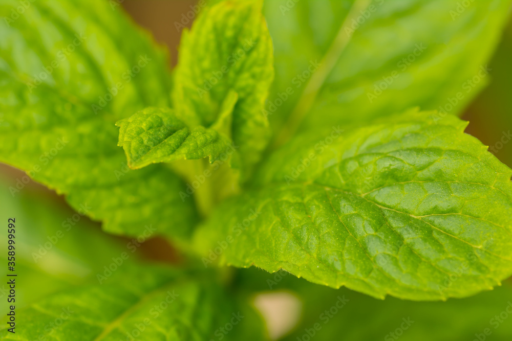 Growing wild peppermint closeup shot on a sunny day. Growing wild peppermint closeup shot on a sunny day.