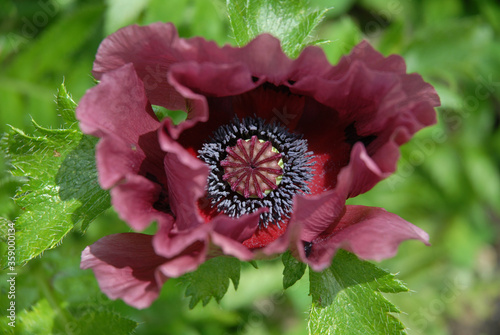 Oriental poppy, or Papaver orientale, Patty's Plum, beautiful purple flower detail.  photo