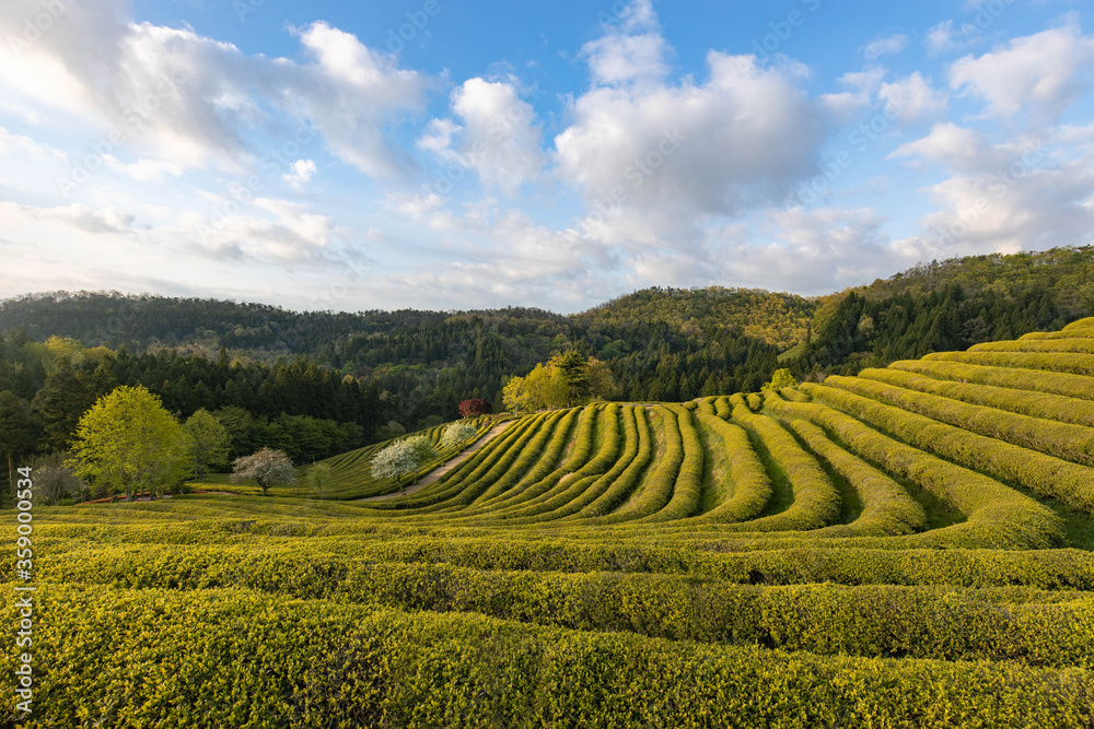 Green tea farm