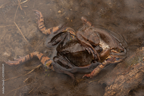 frogs in the water in the mating season