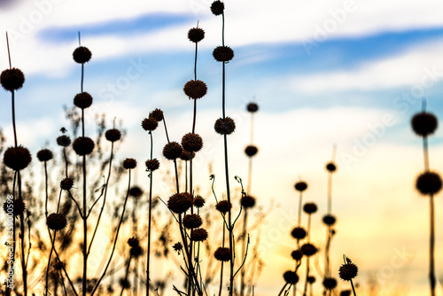 Dried Poppies