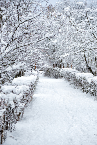 Snowy winter park