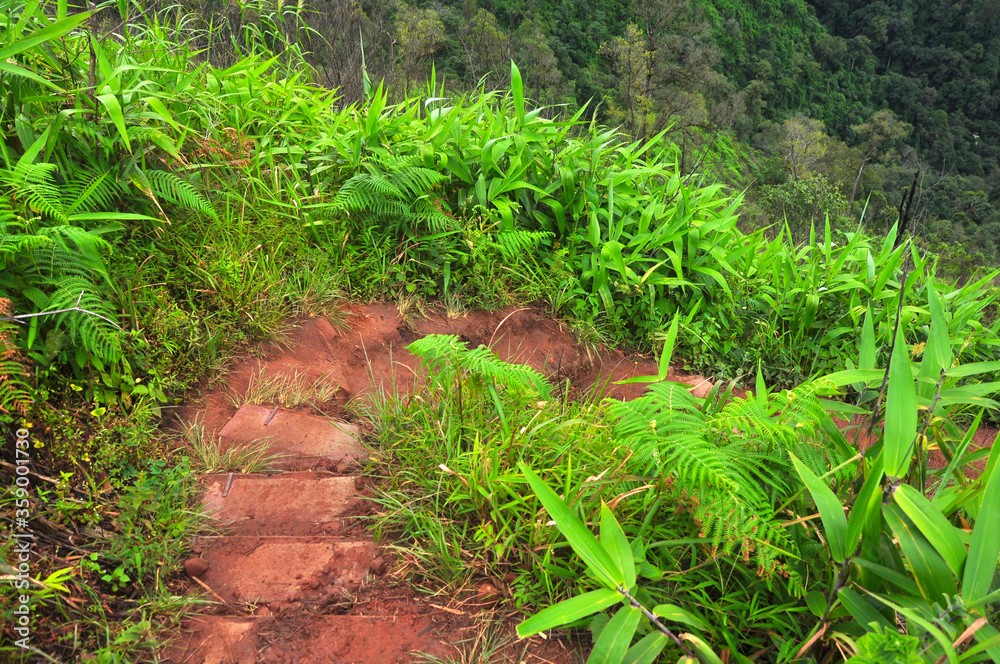 Downhill path With green trees growing on both sides Downhill path With green trees growing on both sides