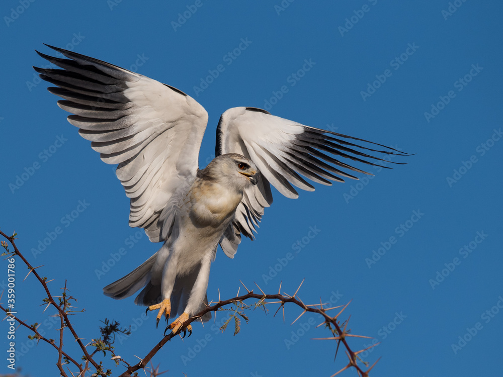 Obraz premium Black-shouldered kite on perch