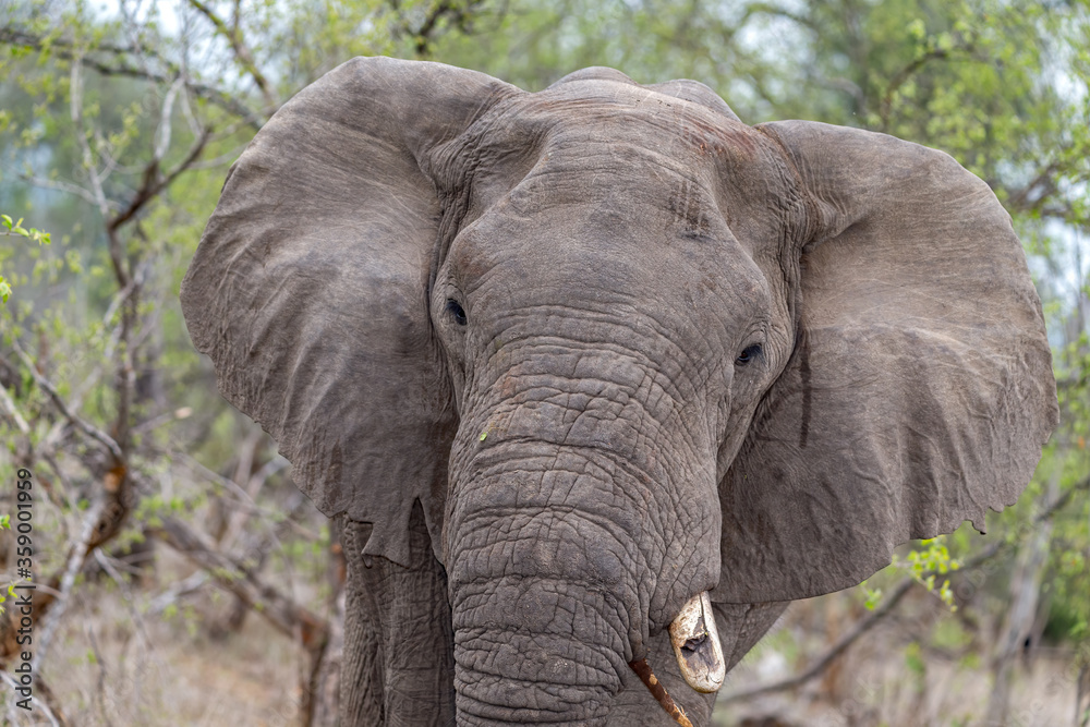 Obraz premium Elephant Portrait