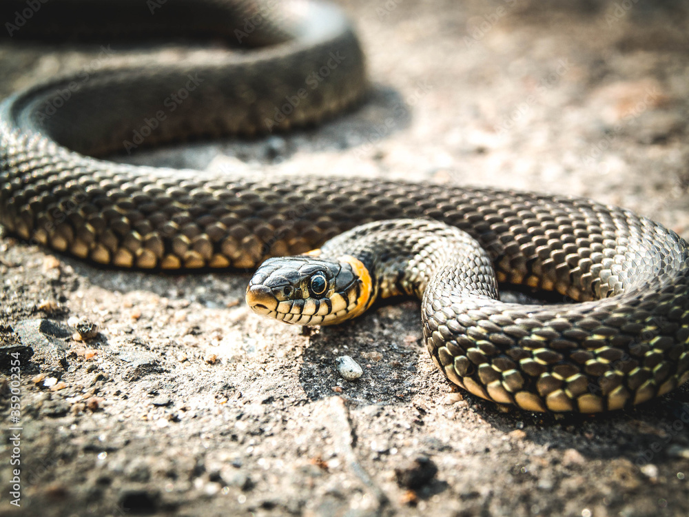 Fototapeta premium Black and white snake