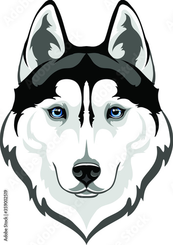 muzzle of a Siberian husky dog with blue eyes