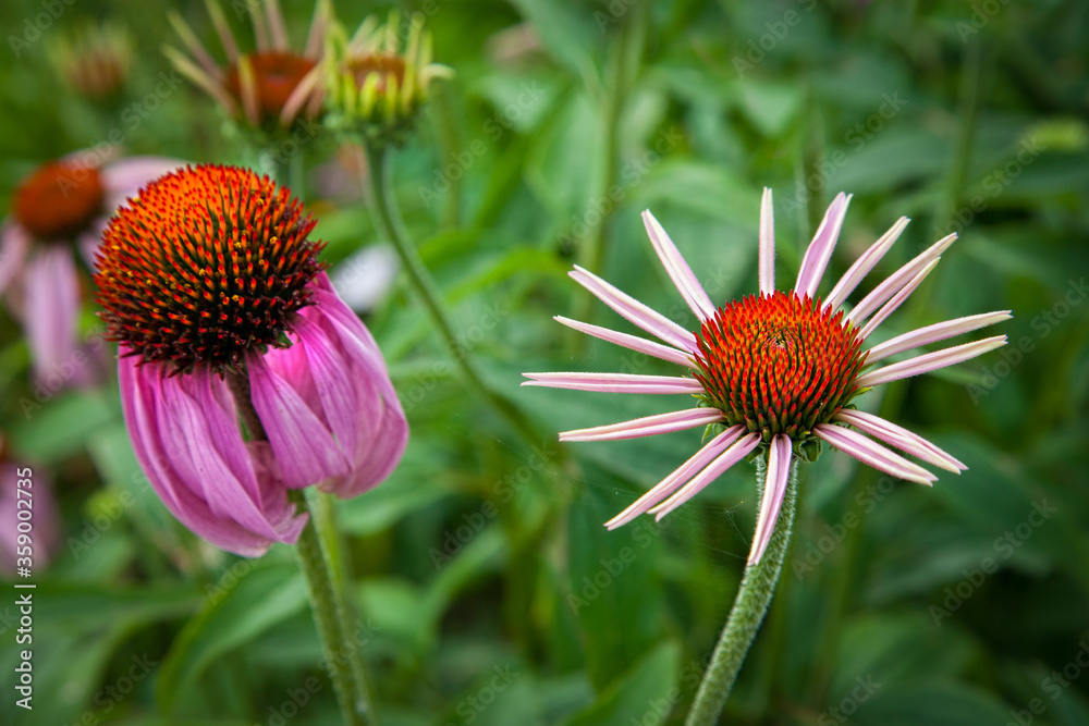 Echinacea flowers in the grass. Summer flowers Echinacea flowers in the grass. Summer flowers