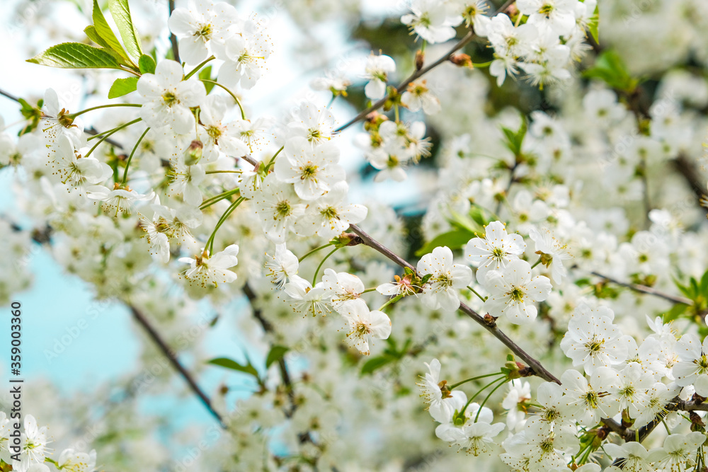 Obraz premium beautiful cherry blossom. spring, white cherry flowers on a blue sky background.