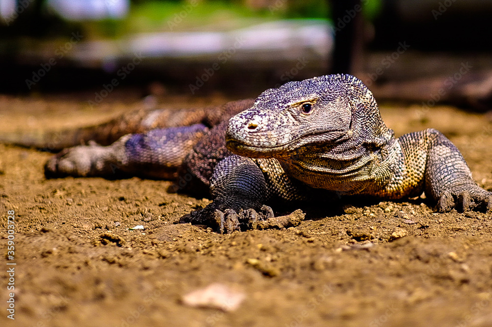 Obraz premium Komodo has just finish their lunch