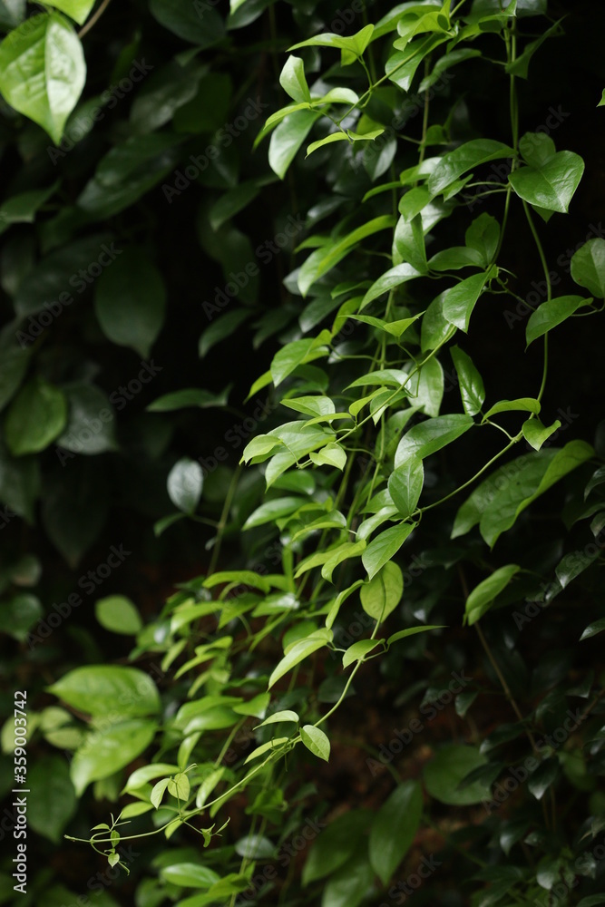 green leaves in the forest green leaves in the forest
