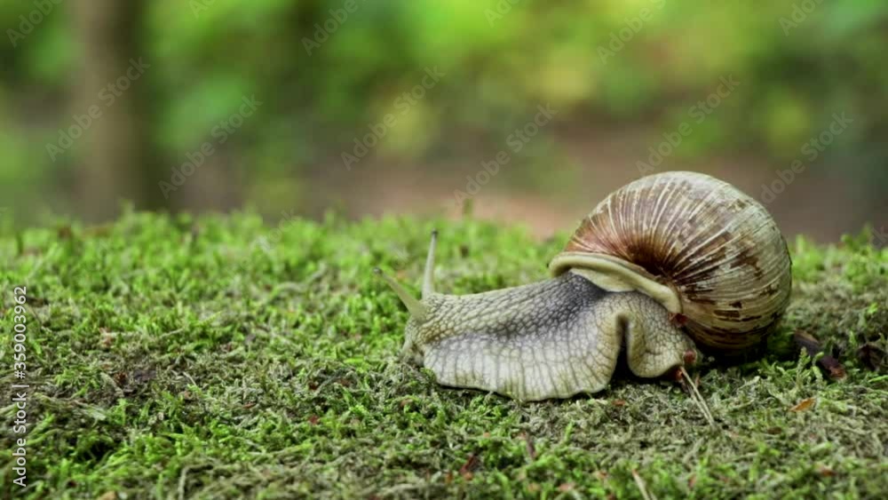 A huge grape snail in the forest creeps on moss. Untouched nature. The natural environment. Small insects. Macro shooting. Close-up. A huge grape snail in the forest creeps on moss. Untouched nature. The natural environment. Small insects. Macro shooting. Close-up.