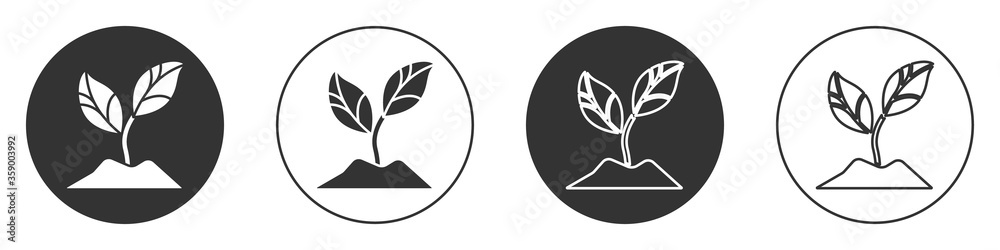 Black Plant icon isolated on white background. Seed and seedling. Leaves sign. Leaf nature. Circle button. Vector Illustration. Black Plant icon isolated on white background. Seed and seedling. Leaves sign. Leaf nature. Circle button. Vector Illustration.