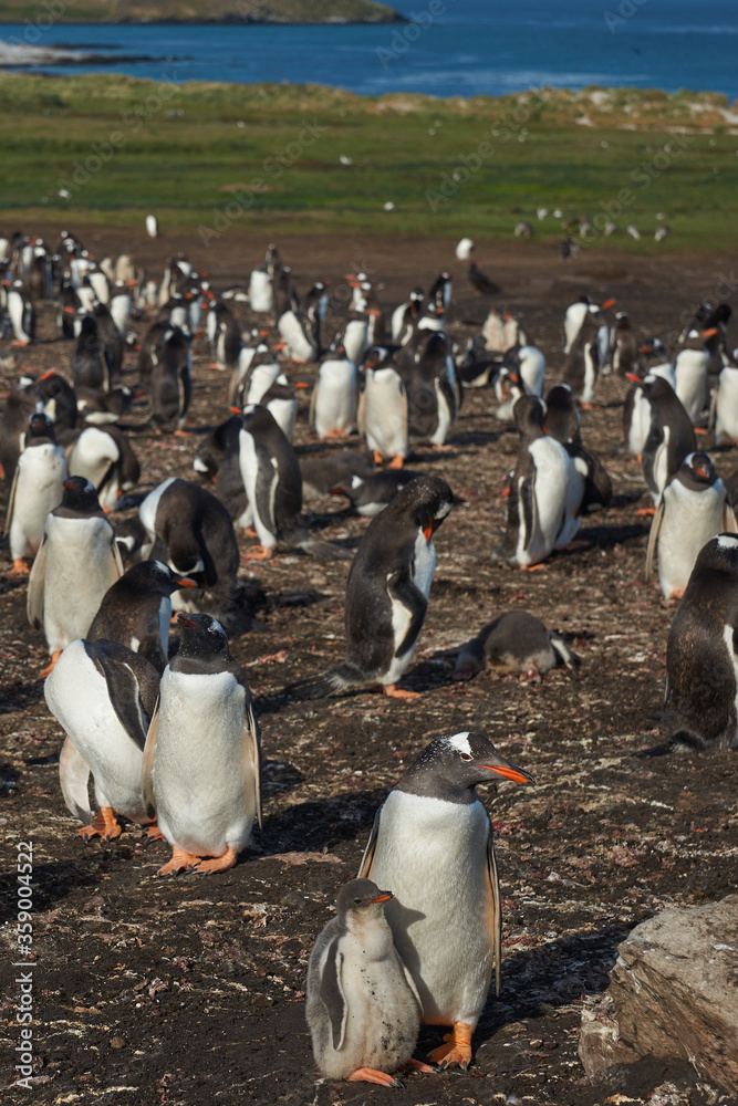 Obraz premium Breeding colony of Gentoo Penguins (Pygoscelis papua) on Carcass Island in the Falkland Islands.