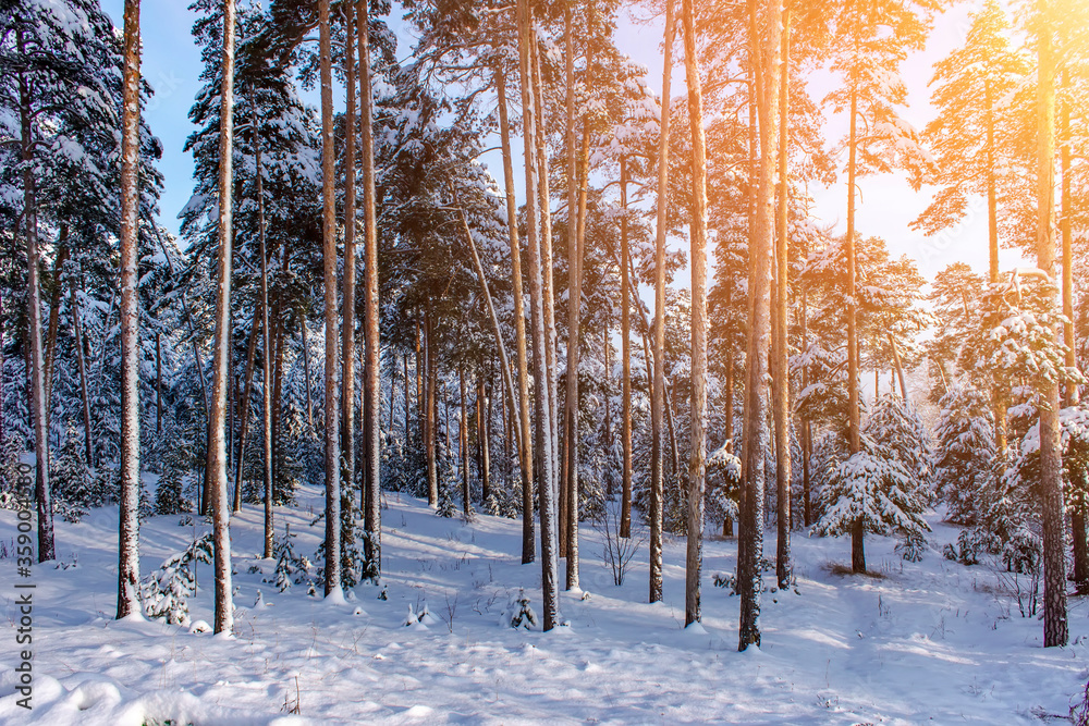 Beautiful winter landscape with snow covered trees. Winter sunny day. Beautiful winter landscape with snow covered trees. Winter sunny day.