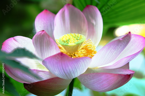 ハスの花