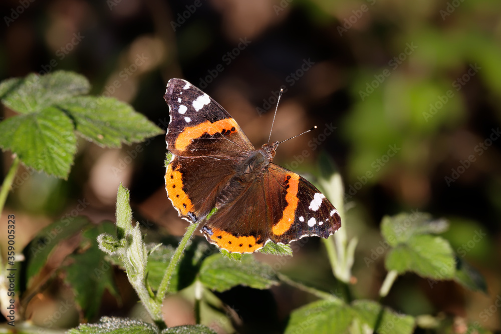A Red Admiral butterfly basking on Bramble leaves. A Red Admiral butterfly basking on Bramble leaves.