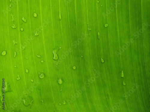 Photography Banana Leaf and great green background stock photos