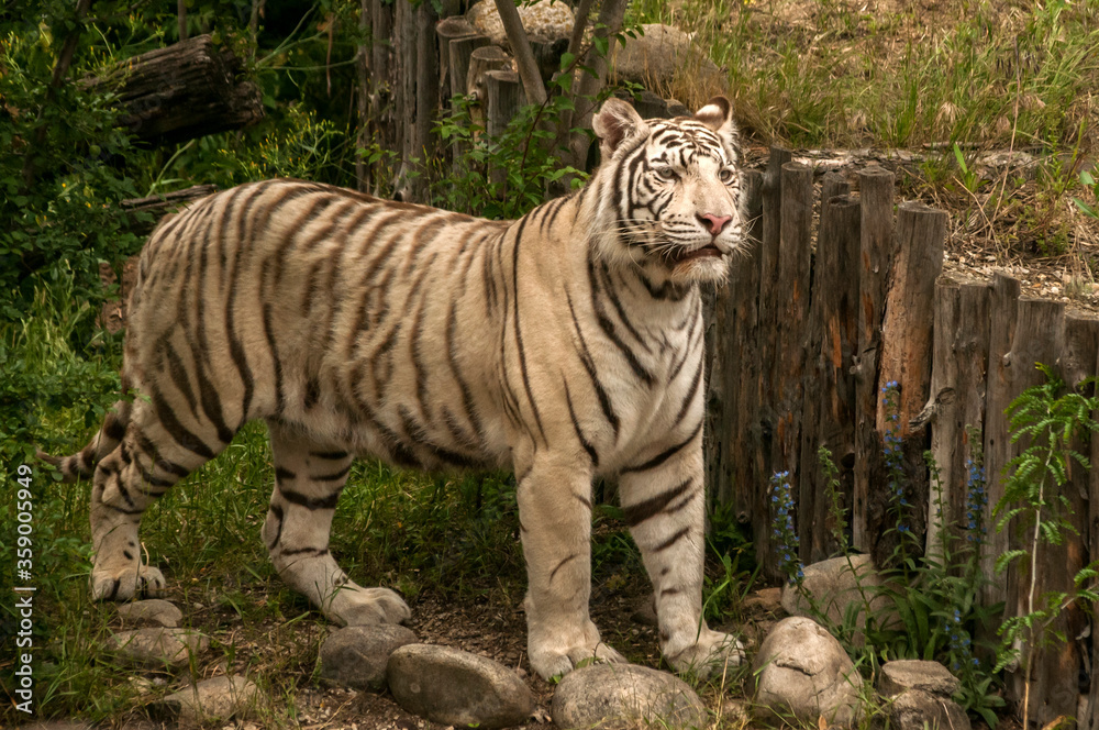 Obraz premium White young siberian tiger closeup in zoo garden